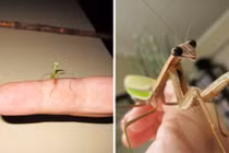 Lạ lùng câu chuyện về một cô bọ ngựa thú cưng