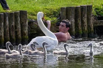 "Gia tộc" thiên nga siêu ác tấn công người không kiêng dè 