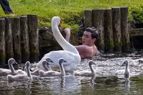 "Gia tộc" thiên nga siêu ác tấn công người không kiêng dè 