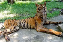 Xót xa hình ảnh héo mòn của mãnh thú trong sở thú