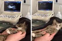 Phản ứng cực hài khi mèo nhận ra mình mang thai 