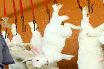 Ghê rợn cảnh loài thỏ bị giết chết lấy lông tàn độc