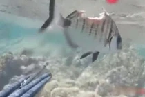 Chấn thương nặng, cá nhỏ nghị lực khiến thợ lặn phục lăn