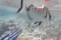 Chấn thương nặng, cá nhỏ nghị lực khiến thợ lặn phục lăn