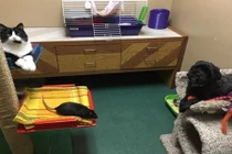 Cuộc sống êm đềm của mèo, chó và chuột gây choáng