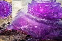 Đi dạo biển gặp “thạch quỷ” kỳ dị, phấn khích khám phá sự thật...