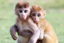 Xúc động cảnh đôi khỉ mồ côi níu chặt nhau không rời 