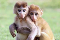 Xúc động cảnh đôi khỉ mồ côi níu chặt nhau không rời 