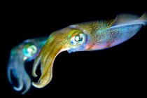 Ngỡ ngàng vẻ đẹp của những quái vật biển sâu