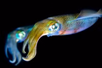 Ngỡ ngàng vẻ đẹp của những quái vật biển sâu