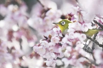 Đẹp tuyệt mỹ chim mắt trắng ẩn hiện dưới hoa anh đào
