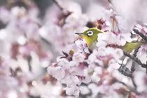 Đẹp tuyệt mỹ chim mắt trắng ẩn hiện dưới hoa anh đào