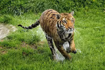 Thanh niên đi xe máy, bị hổ vằn đuổi theo vồ suýt chết