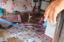 Cận cảnh bắt trăn khổng lồ nấp trong nhà tấn công người 