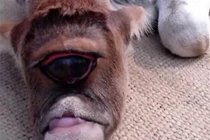 Sửng sốt bê một mắt khổng lồ cực dị biệt