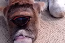 Sửng sốt bê một mắt khổng lồ cực dị biệt