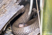 Rắn hổ mang ẩn nấp dưới giường dọa người và cái kết đắng