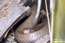 Rắn hổ mang ẩn nấp dưới giường dọa người và cái kết đắng