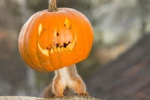 Hài hước cảnh động vật "vờn" trái bí Halloween ai xem cũng phải cười