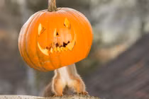 Hài hước cảnh động vật "vờn" trái bí Halloween ai xem cũng phải cười