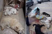 Chó lang thang bị đầu độc, bắn giết vô tội vạ gây rùng mình