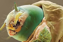 Chết khiếp những "quái vật" tý hon ẩn nấp quanh ta