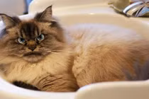 Khuôn mặt cau có, nhưng không ai không yêu chú mèo này