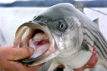 Mua cá, người đàn ông gặp họa ai cũng kinh khiếp