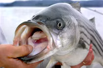 Mua cá, người đàn ông gặp họa ai cũng kinh khiếp