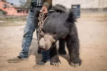 Gấu đen rơi nước mắt vì được cứu... và góc tối đáng suy ngẫm