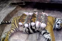 Kỳ lạ mẹ hổ vằn yêu thương đàn lợn con hết mực