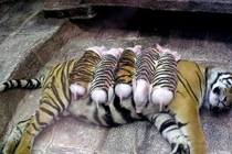 Kỳ lạ mẹ hổ vằn yêu thương đàn lợn con hết mực