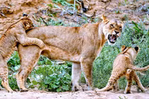 Cận cảnh gia đình sư tử miệt mài học kỹ thuật đi săn 