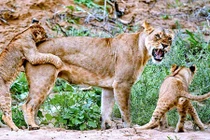 Cận cảnh gia đình sư tử miệt mài học kỹ thuật đi săn 