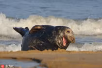 Hải cẩu "cười như được mùa" khi nhiếp ảnh gia chú ý 