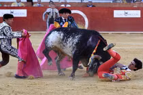 Những vụ động vật tấn công người kinh hoàng nhất 2016