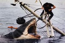 Những vụ động vật giết người choáng váng nhất