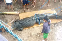 Bắt được cá sấu khổng lồ "thành tinh", có thể ăn thịt người 