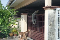 Thấy chó sủa vang nhà, chạy ra phát hiện "quái vật" hãi hùng