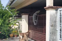 Thấy chó sủa vang nhà, chạy ra phát hiện "quái vật" hãi hùng