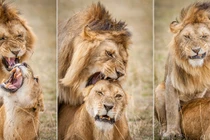 50 sắc thái của vợ chồng vua sư tử khi yêu đương