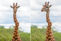 Kỳ quặc hươu cao cổ gãy cổ vẫn sống nhởn nhơ 