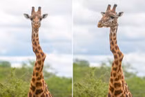 Kỳ quặc hươu cao cổ gãy cổ vẫn sống nhởn nhơ 