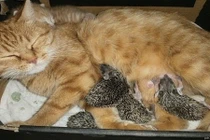 Hạnh phúc khó tin của gia đình mẹ mèo con nhím