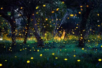 Phía sau cảnh thần tiên của đom đóm này, là bí mật bạn phải đỏ mặt