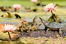 Chết mê những chú rùa đáng yêu nhất thế giới 