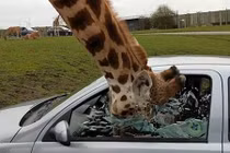 Hươu cao cổ đáng thương gặp nạn khi cố làm điều này...