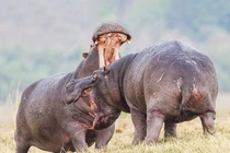 Cặp đôi hà mã ném phân, đánh nhau bằng đòn trời giáng