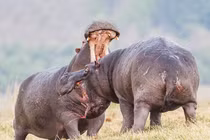 Cặp đôi hà mã ném phân, đánh nhau bằng đòn trời giáng