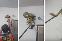 Xem ti vi nghe tiếng rít ghê rợn, đập tường thấy điều kinh dị 